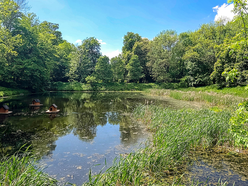 Fotografia przedstawia niewielki staw, otoczony bujną roślinnością i drzewami. Na tafli znajdują się drewniane domki dla kaczek. Autorem zdjęcia jest Łukasz Karkoszka.